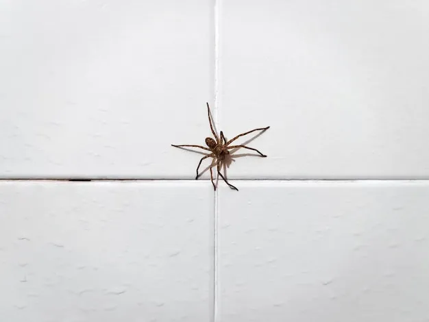 Truly Nolen - Aranhas Foto: user3993991 – Freepik – Premium License