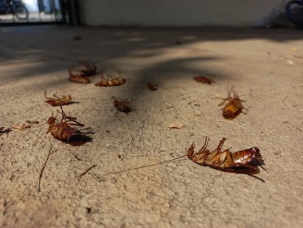 Baratas - Zona Oeste do Rio de Janeiro (RJ) // Dedetizadora na Zona Oeste RJ Baratas - Zona Oeste do Rio de Janeiro (RJ) // Dedetizadora na Zona Oeste RJ