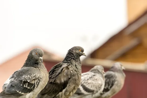 Truly Nolen - Controle de Pombos Foto: user6381204 – Freepik – Premium License
