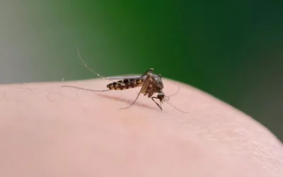 Controle de Mosquitos na Baixada Fluminense: riscos à saúde e soluções de dedetização eficazes