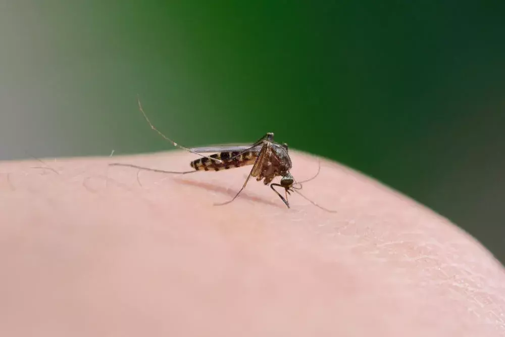 Controle de Mosquitos na Baixada Fluminense: riscos à saúde e soluções de dedetização eficazes Controle de Mosquitos na Baixada Fluminense: riscos à saúde e soluções de dedetização eficazes