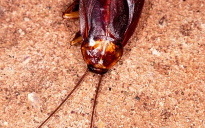 Dedetização de Baratas na Zona Norte do RJ: como proteger seu condomínio contra infestações