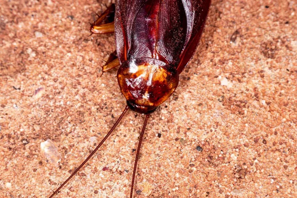 Dedetização de Baratas na Zona Norte do RJ: como proteger seu condomínio contra infestações Dedetização de Baratas na Zona Norte do RJ: como proteger seu condomínio contra infestações
