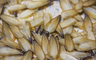 Descupinização na Baixada: como identificar e eliminar antes que os cupins prejudiquem seu imóvel