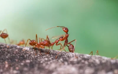 Dedetização de Formigas em condomínios da Zona Norte: prevenção e controle profissional