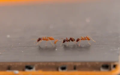 Formiga dentro de casa: o que atrai e como eliminar de forma definitiva