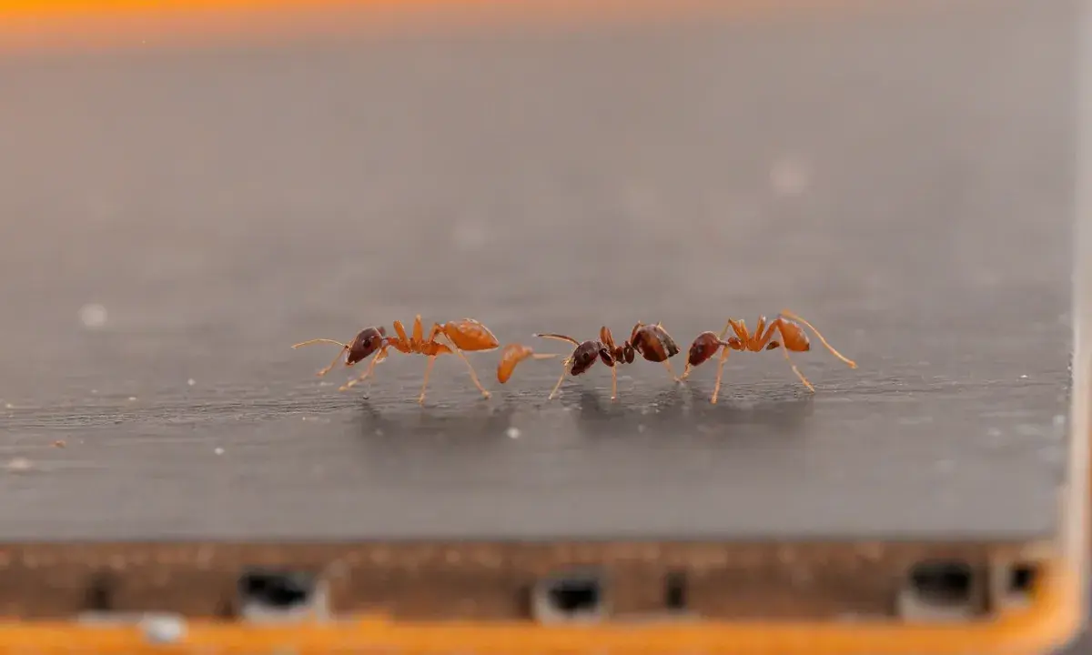 Formiga dentro de casa: o que atrai e como eliminar de forma definitiva