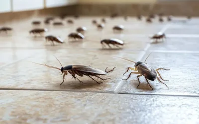 Dedetização de baratas em comércios da Baixada Fluminense