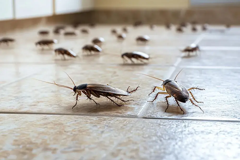 Dedetização de baratas em comércios da Baixada Fluminense