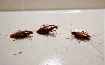 Dedetização de baratas em restaurantes da Zona Oeste do RJ