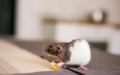 Dedetização de ratos em condomínios do Méier e Engenho de Dentro