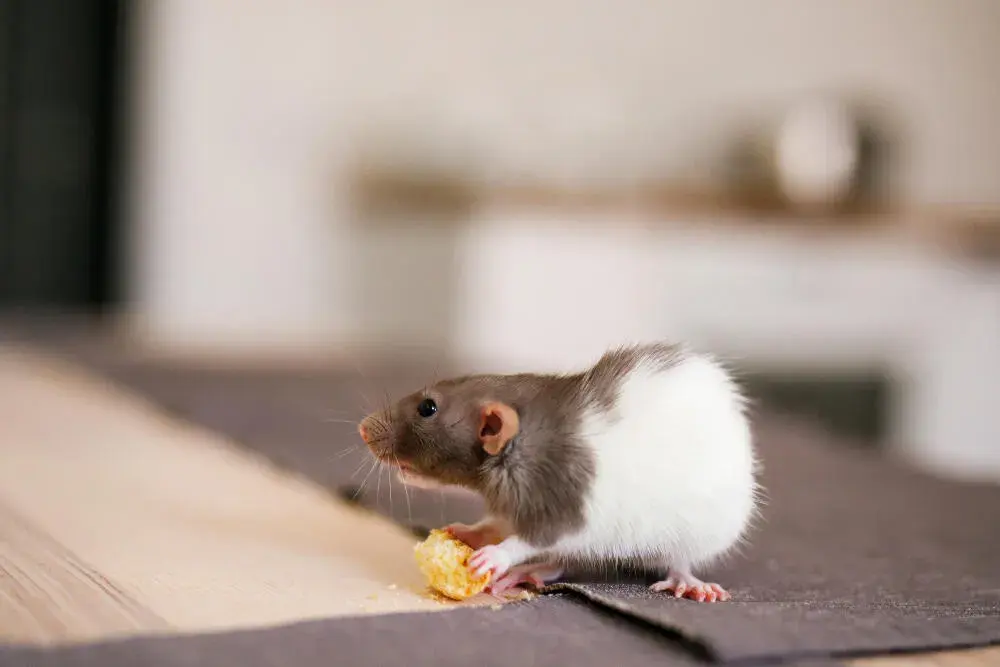 Dedetização de ratos em condomínios do Méier e Engenho de Dentro