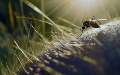 Combate ao Aedes aegypti em condomínios da Baixada Fluminense