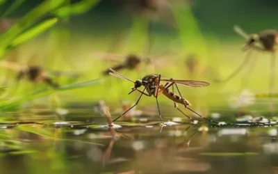 Controle de mosquitos na primavera na Zona Oeste do Rio de Janeiro