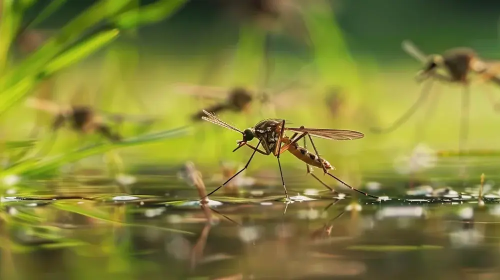 Controle de mosquitos na primavera na Zona Oeste do Rio de Janeiro